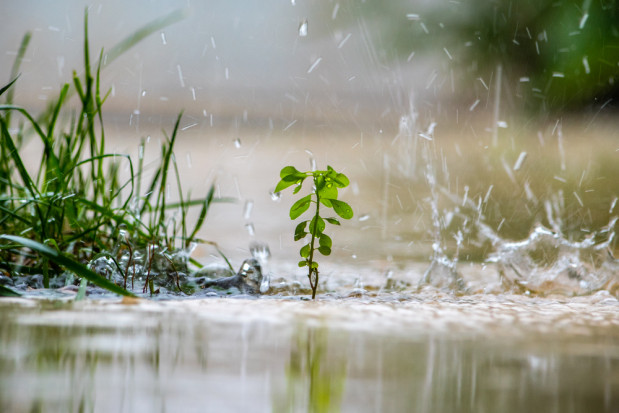 fot. shutterstock.com Włochy: Ulewne deszcze spowodowały podtopienia w sadach i uprawach