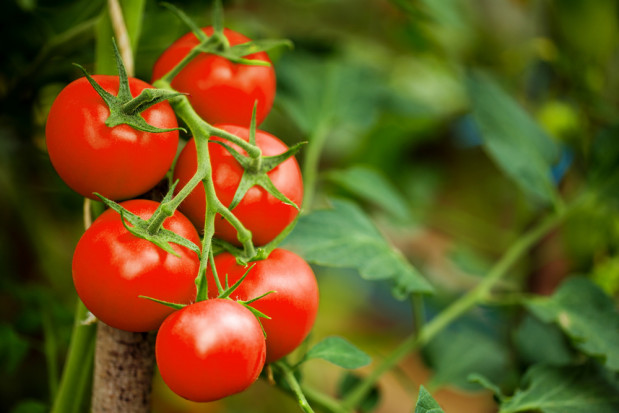 fot. shutterstock Amerykanie: Współczesne pomidory nie smakują tak jak kiedyś. Winne są geny