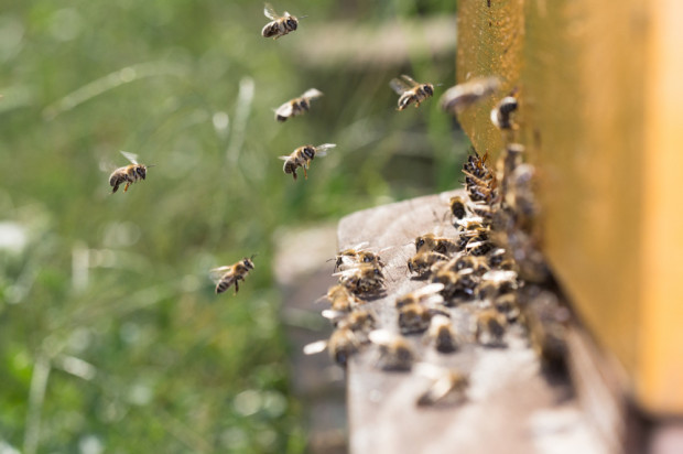 fot.shutterstock.com Komisja Europejska rejestruje inicjatywę obywatelską „Save the bees!”