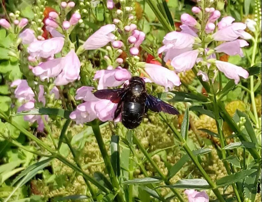 fot. www..facebook.com/NaturaICzlowiek "Czarne pszczoły" znów w Polsce
