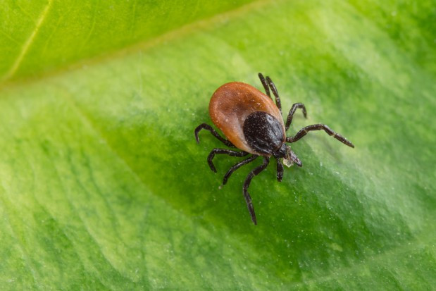 fot.shutterstock.com Wiosna w pełni to szczyt aktywności kleszczy