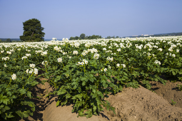 fot.shutterstock.com Naukowcy: Ziemniaki mogą przetrwać w coraz cieplejszym klimacie
