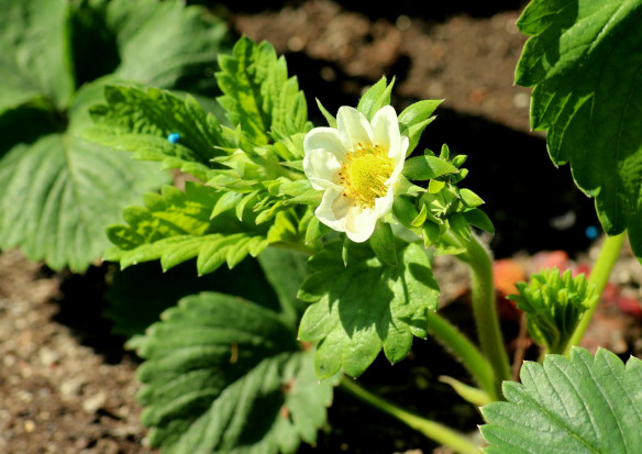 fot. pixabay.com Sytuacja na plantacjach roślin jagodowych po ubiegłym sezonie