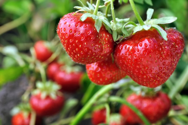 fot. shutterstock.com Truskawki 2019: Producenci spodziewają się mniejszej podaży i wyższych cen
