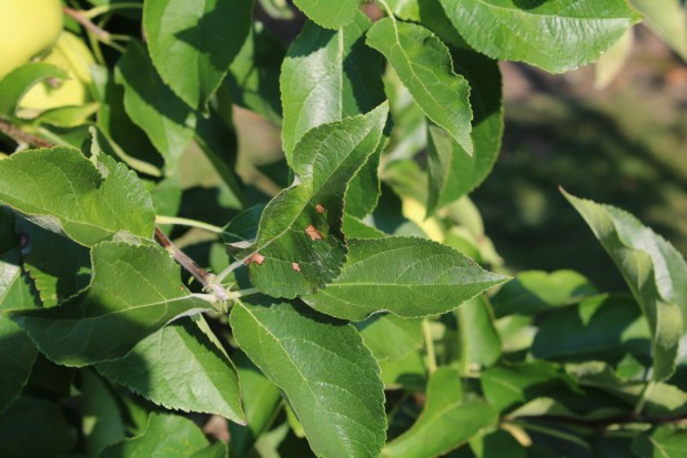 fot. Agrii Polska Nekrotyczna plamistość liści Golden Delicious-a