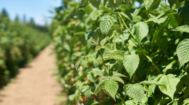 fot. shutterstock Dr Krawiec: Stan plantacji malin jest zły. Sezon zapowiada się bardzo dziwnie