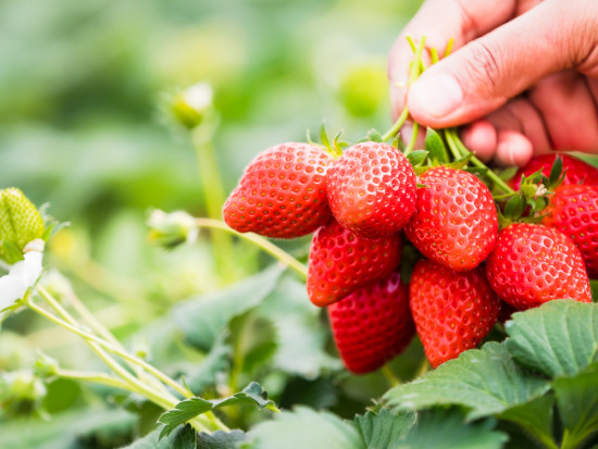 fot. shutterstock Truskawki 2019: Owoców jest mało i będą drogie
