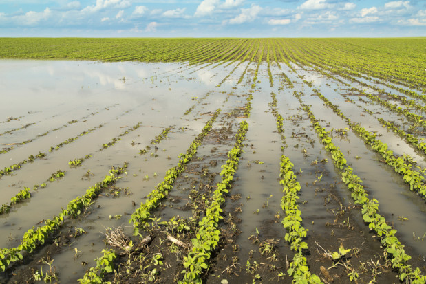 fot. shutterstock Trudna sytuacja na polach. Turbulencje pogodowe mogą wpłynąć na ceny produktów (video)