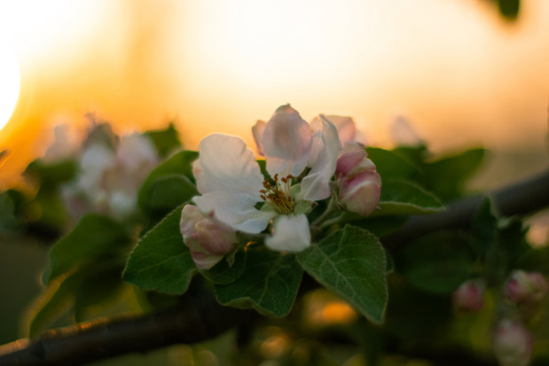 fot. shutterstock Zbiory owoców będą zdecydowanie mniejsze. Masowo osypują się zawiązki