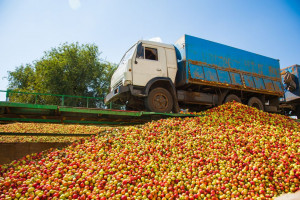 Mazowieckie: Na DK 50 w Mszczonowie z naczepy ciężarówki wysypały się jabłka