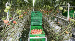 Mazowieckie: Citronex zainwestuje w produkcję pomidorów w Ryczywole