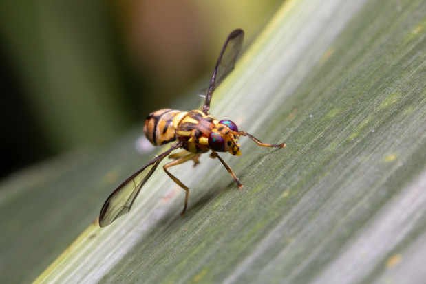fot. shutterstock.com Nowe zagrożenie fitosanitarne dla Polski: Bactrocera dorsalis