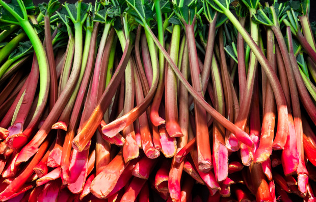 fot. shutterstock.com Skup rabarbaru ruszył z opóźnieniem. Ceny niskie