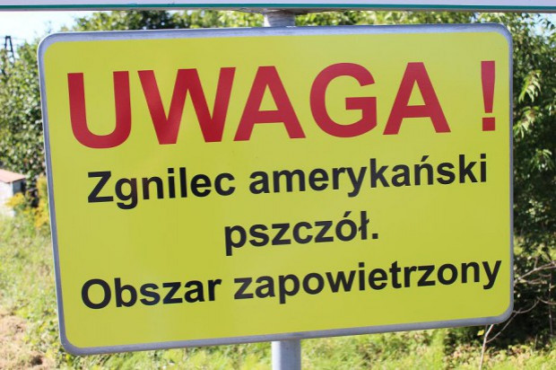 fot. materiały prasowe Zgnilec amerykański pszczół wykryty w Krakowie
