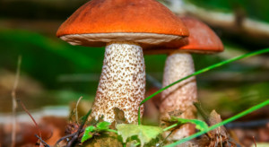 Śląskie: W beskidzkich lasach pojawiły się pierwsze grzyby