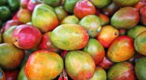 Filipiny: Problem z nadmiarem mango