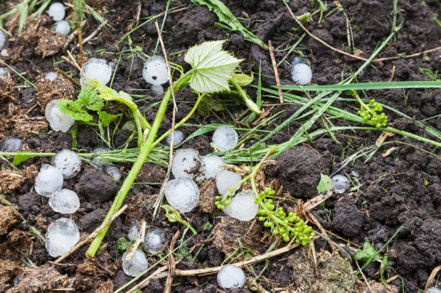 fot. shutterstock.com IMGW: Ostrzeżenia przed upałem, burzami i gradem dla 13 województw