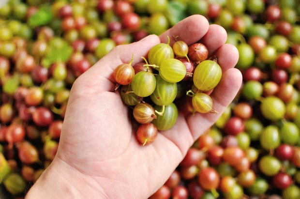 fot. shutterstock ZSRP zawnioskował o przeprowadzenie kontroli dot. obrotu agrestu