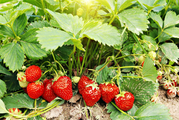 fot. shutterstock.com Sposób na chwasty w truskawce od Syngenta