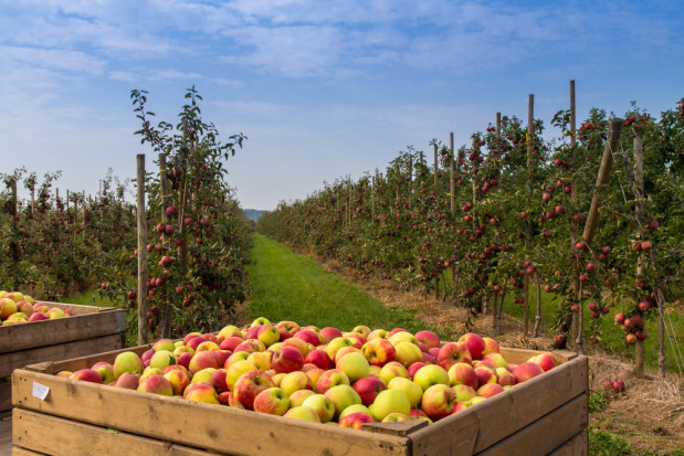 fot. shutterstock Pogoda nie oszczędza producentów owoców. Zbiory będą nawet o połowę niższe