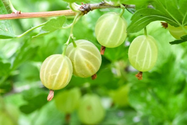fot. shutterstock Ceny agrestu uzależnione są od wahań cen pozostałych owoców do przetwórstwa