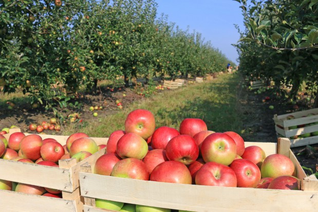 fot. shutterstock Jabłek w tym sezonie będzie znacznie mniej