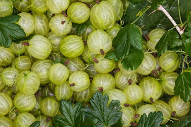 fot. shutterstock MRiRW chce kontroli na poszczególnych etapach obrotu agrestem