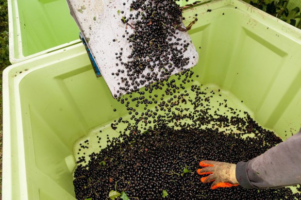 fot. shutterstock KSPCP: Niskie ceny porzeczek do przetwórstwa znacznie pogorszą sytuację producentów!
