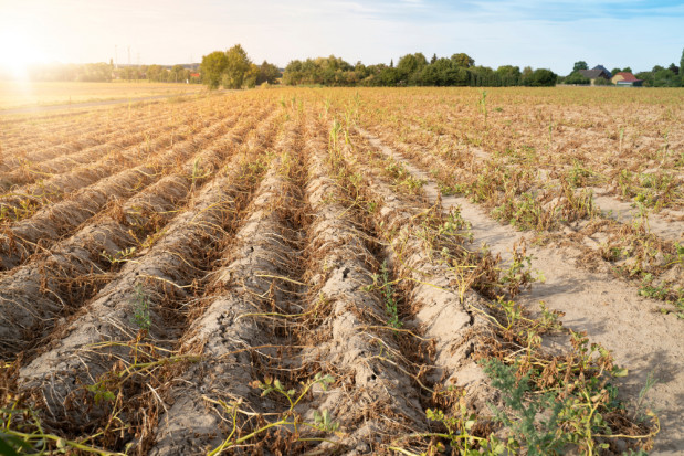fot. shutterstock Lubuskie: Wojewoda powołał 52 komisje do oszacowania strat suszowych