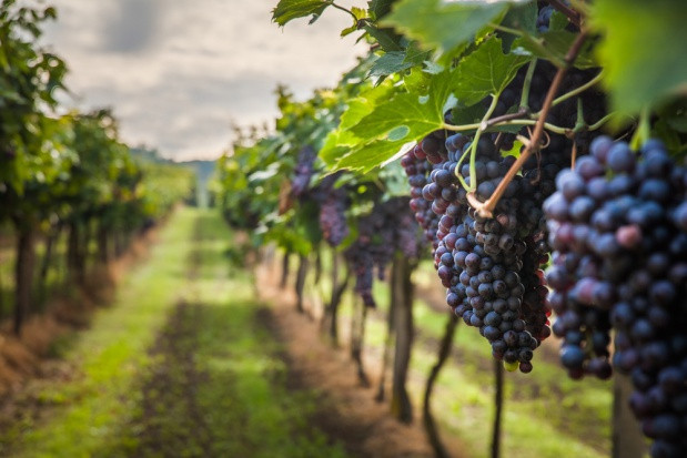 Ekonomista: Klimat sprzyja produkcji polskich win