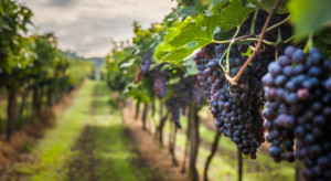 Ekonomista: Klimat sprzyja produkcji polskich win