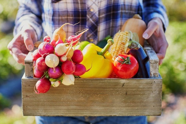fot. shutterstock W lipcu powołanie Grupy Spożywczej. Będzie wspierać polskie rolnictwo