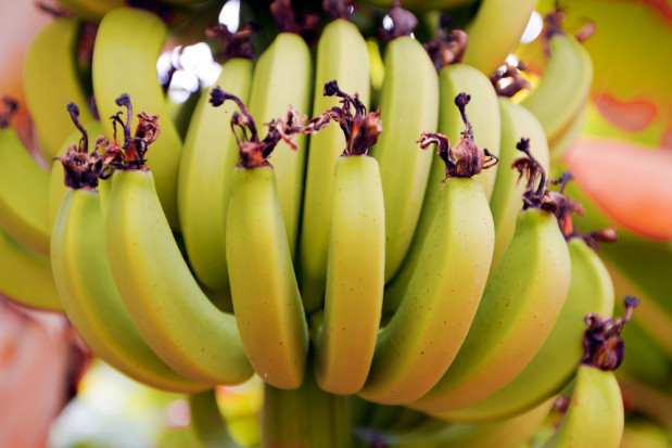 fot. shutterstock.com Włochy: krajowe mango, awokado i banany. Efekt zmian klimatycznych