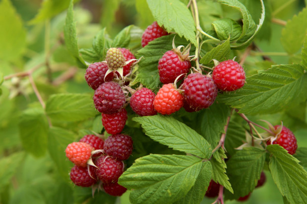 fot. shutterstock.com KOWR: Polska drugim producentem malin w Europie