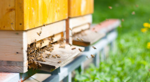 Badanie: farmy wiatrowe nie szkodzą pszczołom