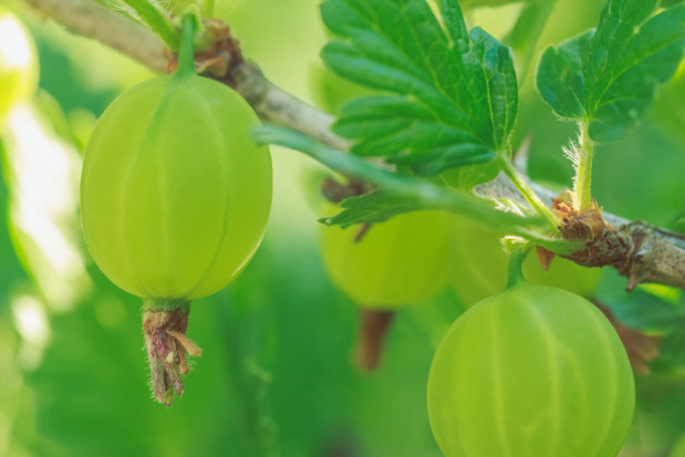 fot. shutterstock.com Producent agrestu: Nie istnieje wsparcie dla małych, polskich podmiotów (wywiad)