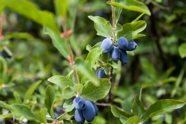 fot. shutterstock.com Trudny sezon dla producentów jagody kamczackiej: Mniejsze zbiory z powodu pogody