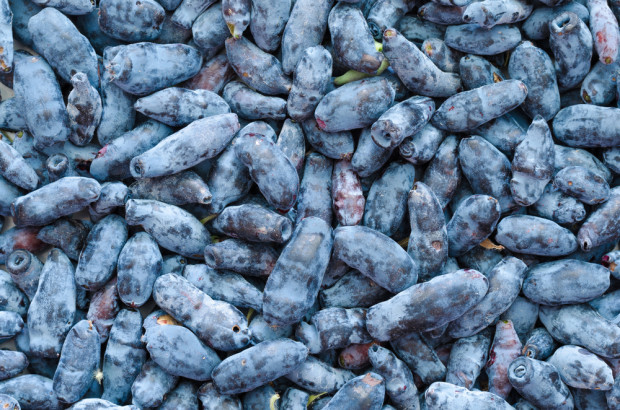 fot. shutterstock.com Prezes SPJK: Duzi plantatorzy mają już swoje kanały i łatwiej im sprzedać owoc (wywiad)