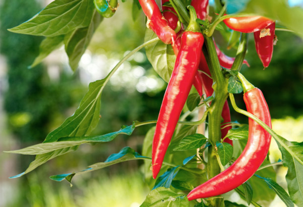 Papryczka chilli ma szansę stać się pierwszym 'owocem' uprawianym w kosmosie