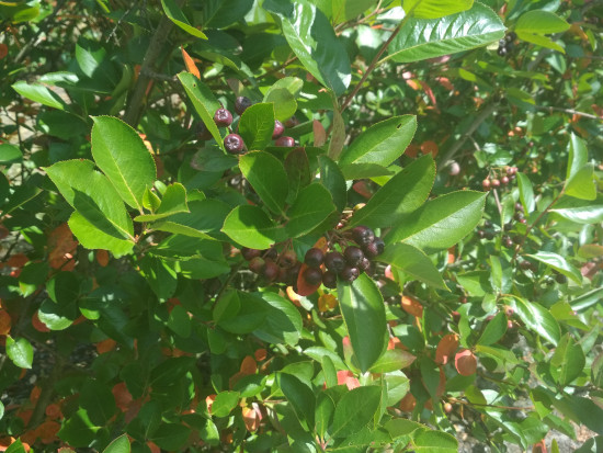 fot. sadyogrody Prezes KZPA "Aronia Polska": zbiory aronii zapowiadają się skromnie (galeria zdjęć)