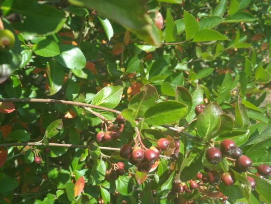 fot. sadyogrody Prezes KZPA "Aronia Polska": zbiory aronii zapowiadają się skromnie (galeria zdjęć)