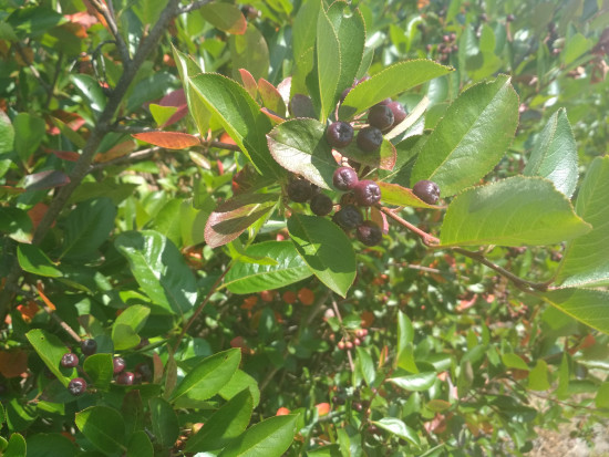fot. sadyogrody Prezes KZPA "Aronia Polska": zbiory aronii zapowiadają się skromnie (galeria zdjęć)