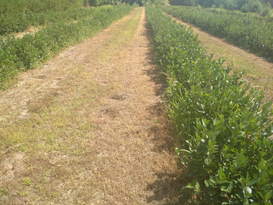 fot. sadyogrody Prezes KZPA "Aronia Polska": zbiory aronii zapowiadają się skromnie (galeria zdjęć)