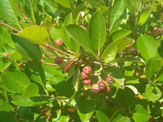 fot. sadyogrody Prezes KZPA "Aronia Polska": zbiory aronii zapowiadają się skromnie (galeria zdjęć)