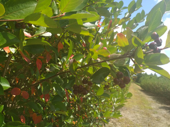 fot. sadyogrody Prezes KZPA "Aronia Polska": zbiory aronii zapowiadają się skromnie (galeria zdjęć)