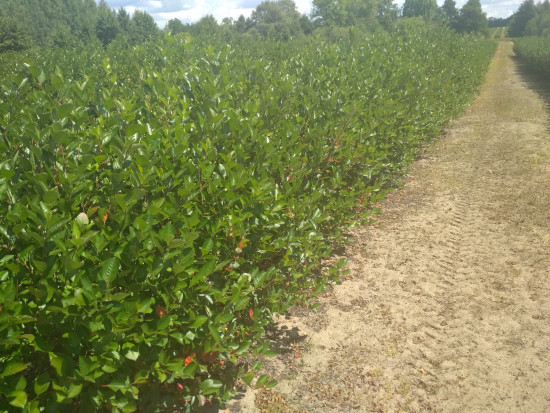 fot. sadyogrody Prezes KZPA "Aronia Polska": zbiory aronii zapowiadają się skromnie (galeria zdjęć)