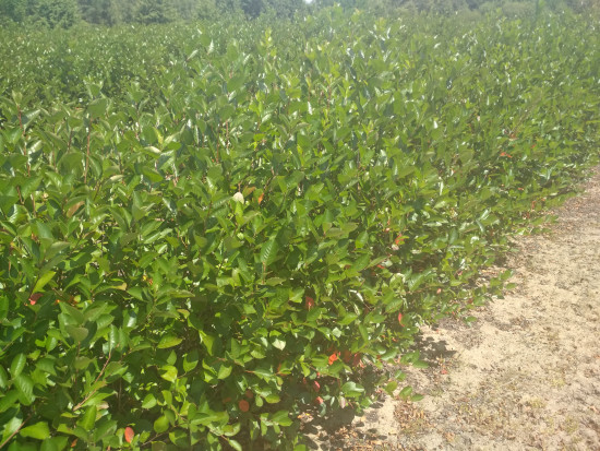 fot. sadyogrody Prezes KZPA "Aronia Polska": zbiory aronii zapowiadają się skromnie (galeria zdjęć)