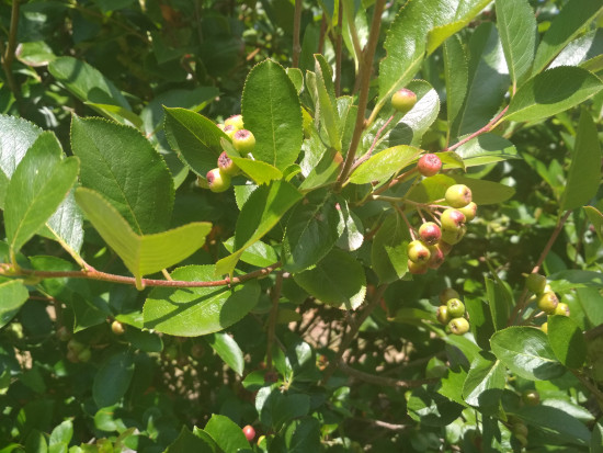fot. sadyogrody Prezes KZPA "Aronia Polska": zbiory aronii zapowiadają się skromnie (galeria zdjęć)