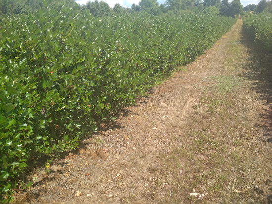 fot. sadyogrody Prezes KZPA "Aronia Polska": zbiory aronii zapowiadają się skromnie (galeria zdjęć)