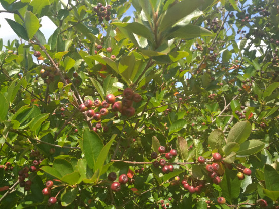 fot. sadyogrody Prezes KZPA "Aronia Polska": zbiory aronii zapowiadają się skromnie (galeria zdjęć)